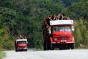 Logging Transport In Malaysia