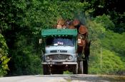 Logging Transport In Malaysia