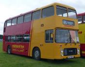 Midland Fox