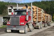 Fernz Group Western Star