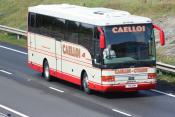 Caelloi