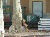 Soller Tramway Service Vehicles.