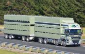 Daf Cf,  Balle Bros,  Dairy Flat