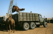 Camel Loading.