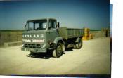 Leylandboxer